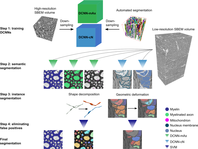 Deepacson Automated Segmentation Of White Matter In 3d Electron Microscopy Munications Biology
