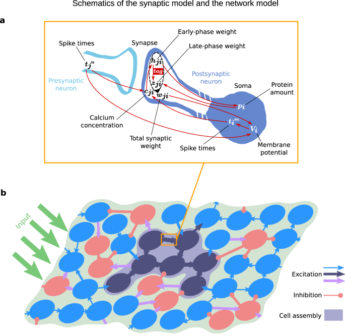 Molecular mechanisms of consolidation. After the encoding of a