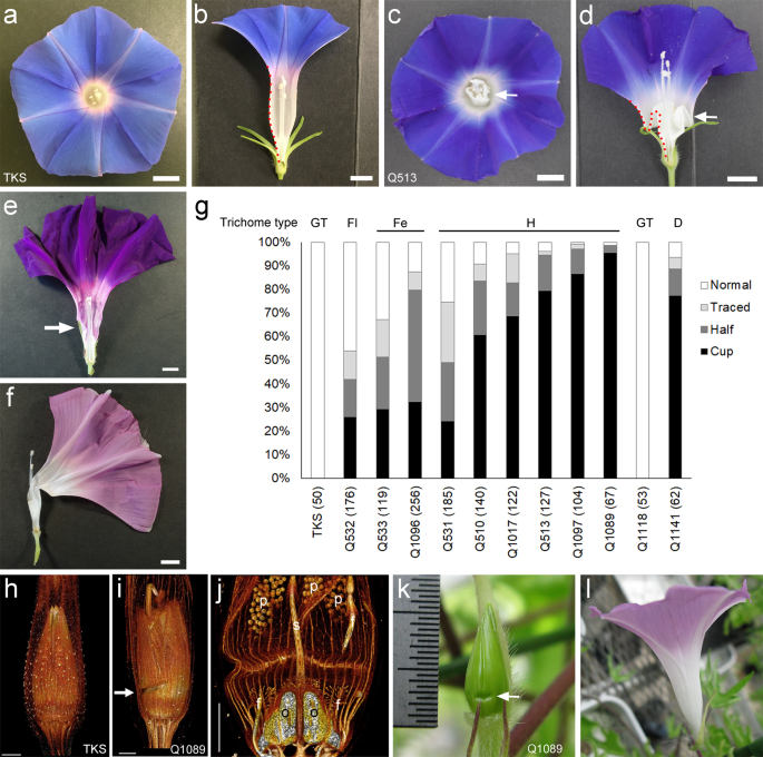 Reduction In Organ Organ Friction Is Critical For Corolla Elongation In Morning Glory Communications Biology