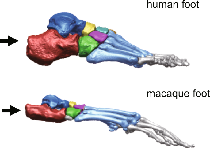 Forward Dynamic Simulation Of Japanese Macaque Bipedal Locomotion  Demonstrates Better Energetic Economy In A Virtualised Plantigrade Posture  | Communications Biology Forward Dynamic Simulation Of Japanese Macaque Bipedal Locomotion  Demonstrates Better Energetic Economy In A Virtualised Plantigrade Posture  | Communications Biology