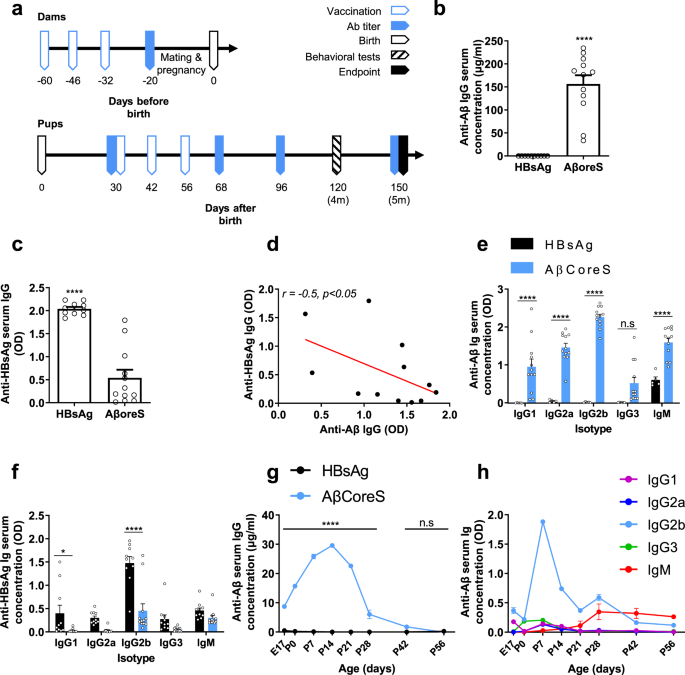 Maternal Antibodies Facilitate Amyloid B Clearance Activating Fc Receptor Syk Mediated Phagocytosis Munications Biology