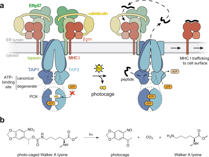 Dynamic interactome of the MHC I peptide loading complex in human