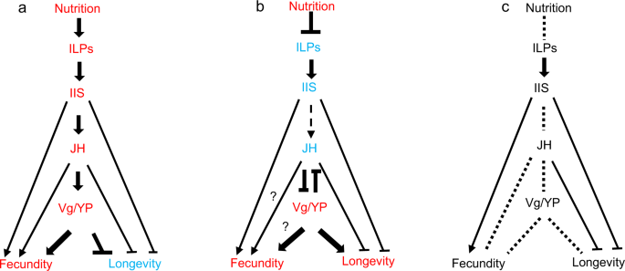 Transcriptomic Analyses Of The Termite Cryptotermes Secundus Reveal A Gene Network Underlying A Long Lifespan And High Fecundity Communications Biology