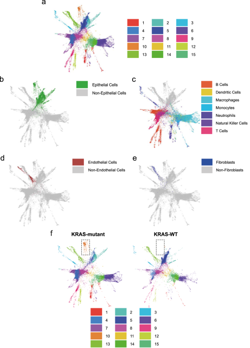 Identification Of A Targetable Kras Mutant Epithelial Population In Non Small Cell Lung Cancer Communications Biology