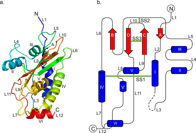 The Structure Of A Major Surface Antigen Sag19 From Eimeria Tenella Unifies The Eimeria Sag Family Communications Biology