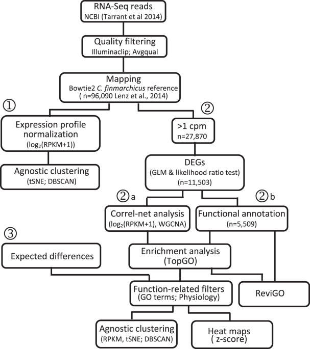 Diapause Vs Reproductive Programs Transcriptional Phenotypes In A Keystone Copepod Communications Biology