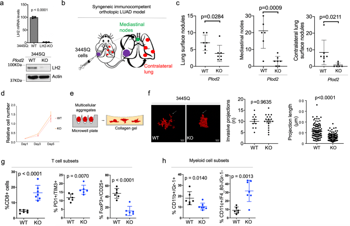A collagen glucosyltransferase drives lung adenocarcinoma progression in mice