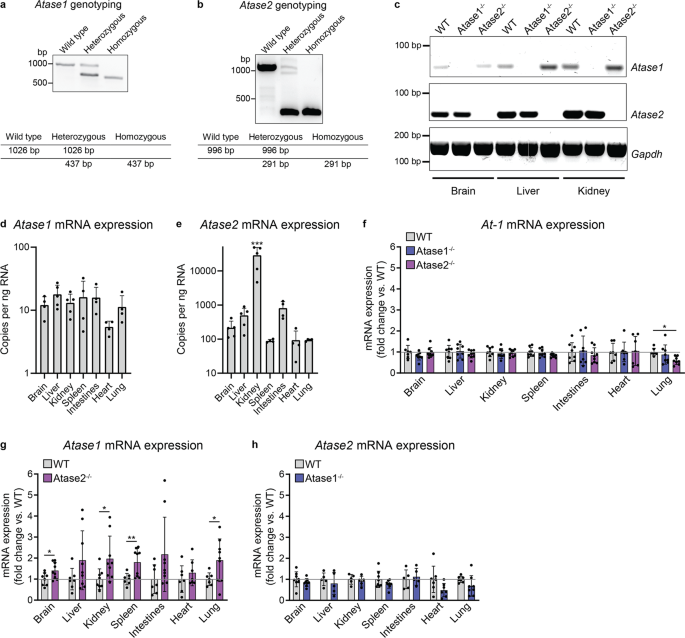 Endoplasmic Reticulum Acetyltransferases Atase1 And Atase2 Differentially Regulate Reticulophagy Macroautophagy And Cellular Acetyl Coa Metabolism Communications Biology