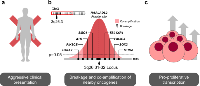 The Oncological Relevance Of Fragile Sites In Cancer Communications Biology The Oncological Relevance Of Fragile Sites In Cancer Communications Biology