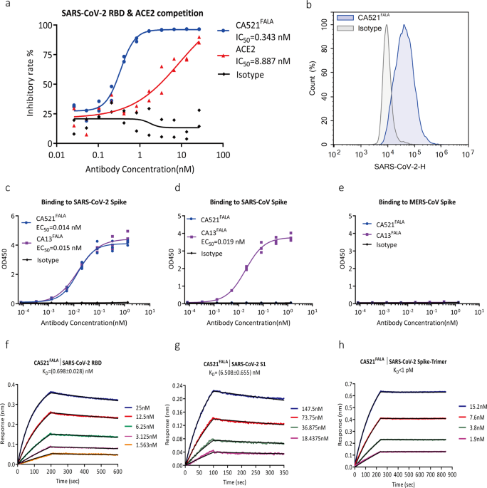 structure and function analysis of a potent human neutralizing antibody ca521fala against sars cov 2 communications biology