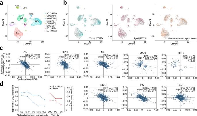 glp 1 and aging Systemic GLP-1R agonist treatment reverses mouse glial and neurovascular  cell transcriptomic aging signatures in a genome-wide manner