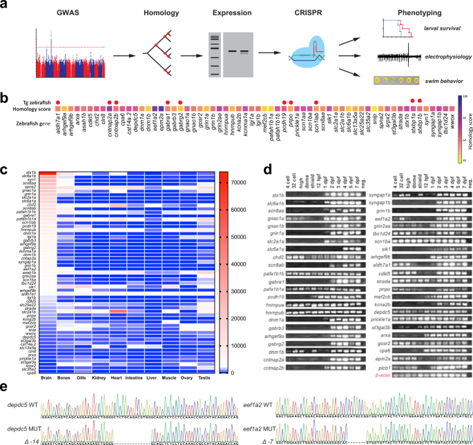 Phenotypic Analysis Of Catastrophic Childhood Epilepsy Genes Communications Biology