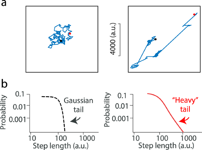 Lévy walk dynamics explain gamma burst patterns in primate cerebral cortex  | Communications Biology