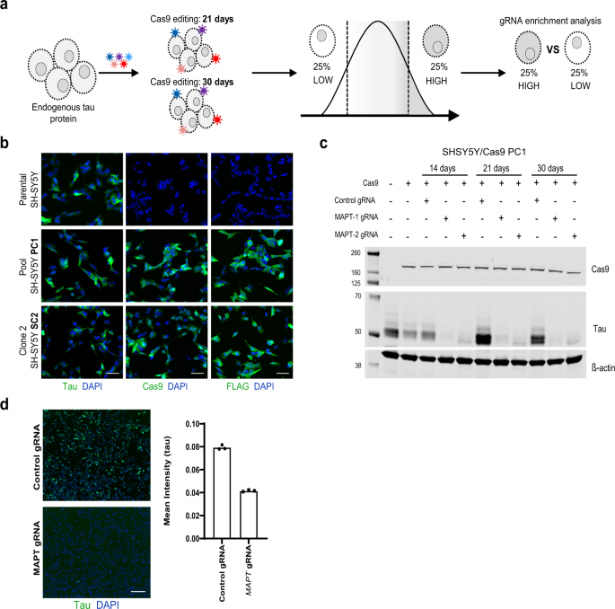 Genome Wide Crispr Screen Identifies Protein Pathways Modulating Tau Protein Levels In Neurons Communications Biology