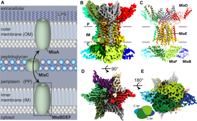 Structure And Lipid Dynamics In The Maintenance Of Lipid Asymmetry Inner Membrane Complex Of A Baumannii Communications Biology