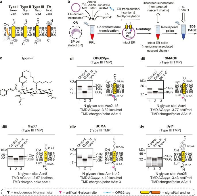 An alternative pathway for membrane protein biogenesis at the endoplasmic  reticulum | Communications Biology