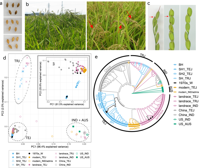 Genomic Divergence During Feralization Reveals Both Conserved And Distinct Mechanisms Of Parallel Weediness Evolution Communications Biology
