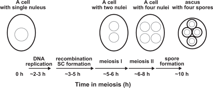 Ultrastructural Analysis In Yeast Reveals A Meiosis Specific Actin Containing Nuclear Bundle Communications Biology