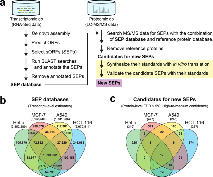 Discovery Of A Small Protein-Encoding Cis-Regulatory Overlapping Gene Of  The Tumor Suppressor Gene Scribble In Humans | Communications Biology Discovery Of A Small Protein-Encoding Cis-Regulatory Overlapping Gene Of  The Tumor Suppressor Gene Scribble In Humans | Communications Biology