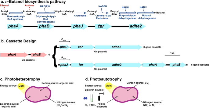 N-Butanol Production By Rhodopseudomonas Palustris Tie-1 | Communications Biology