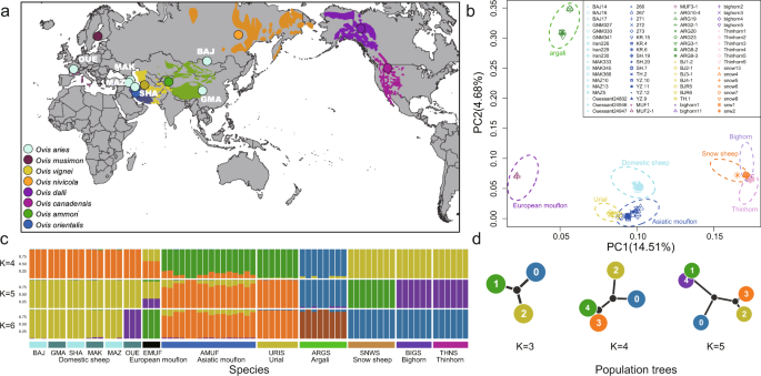 Whole Genome Sequence Analysis Unveils Different Origins Of European And Asiatic Mouflon And Domestication Related Genes In Sheep Communications Biology