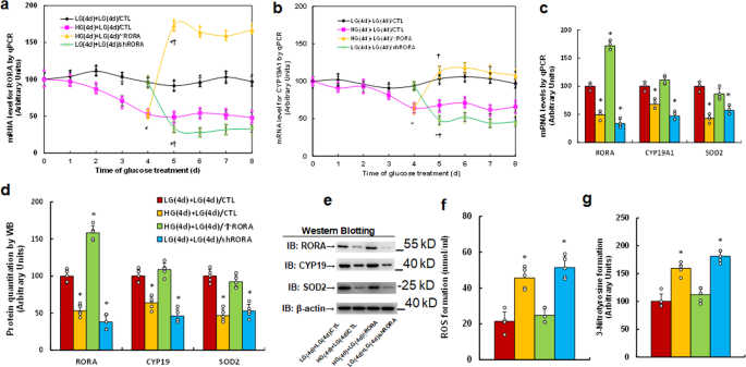 Maternal diabetes-mediated RORA suppression in mice contributes to  autism-like offspring through inhibition of aromatase