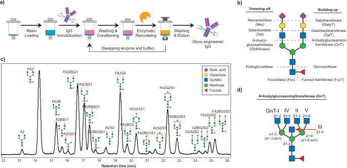 Frontiers  Unraveling cross-reactivity of anti-glycan IgG