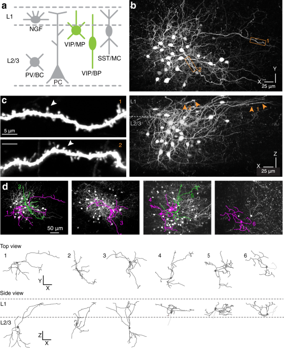 A subpopulation of cortical VIP-expressing interneurons with