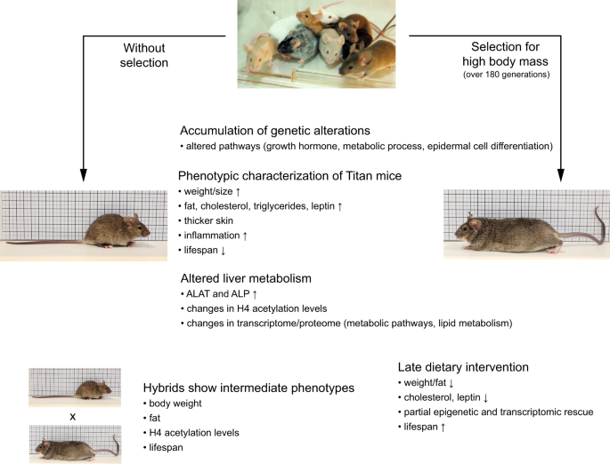 The Life Expectancy of Mice