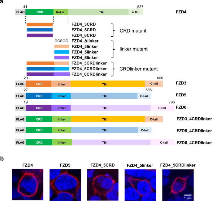 Functional role of the Frizzled linker domain in the Wnt signaling pathway