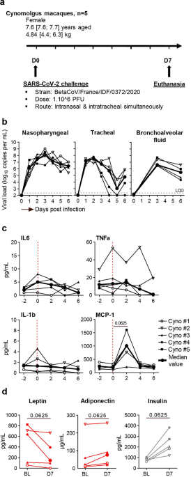 Detection of SARS-CoV-2 in subcutaneous fat but not visceral fat, and the disruption of fat lymphocyte homeostasis in both fat tissues in the macaque