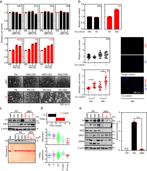 Iron Commensalism Of Mesenchymal Glioblastoma Promotes Ferroptosis Susceptibility Upon Dopamine Treatment Communications Biology