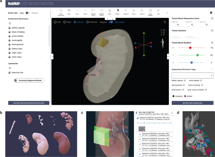 Tissue registration and exploration user interfaces in support of a ... - Nature.com