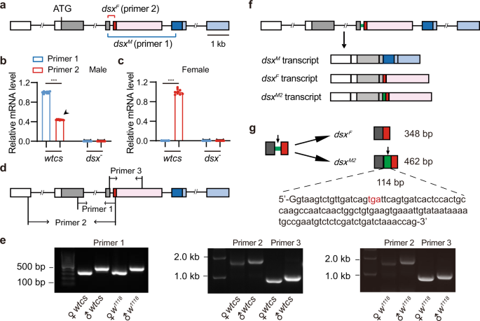 A male-specific doublesex isoform reveals an evolutionary pathway of sexual development via distinct alternative splicing mechanisms | Communications Biology