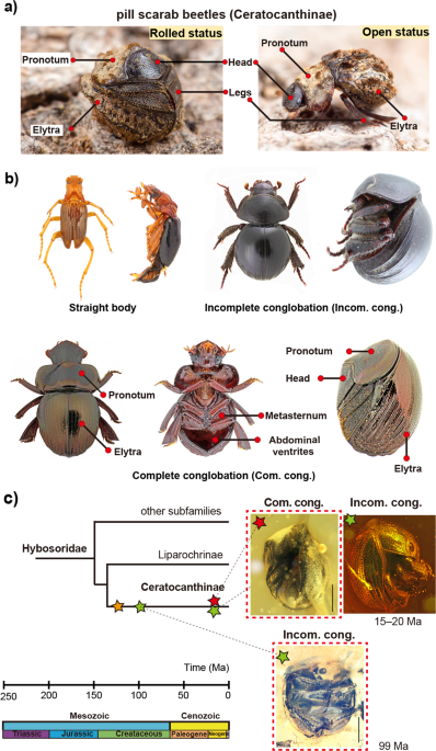 The evolution of conglobation in Ceratocanthinae | Communications Biology The evolution of conglobation in Ceratocanthinae | Communications Biology