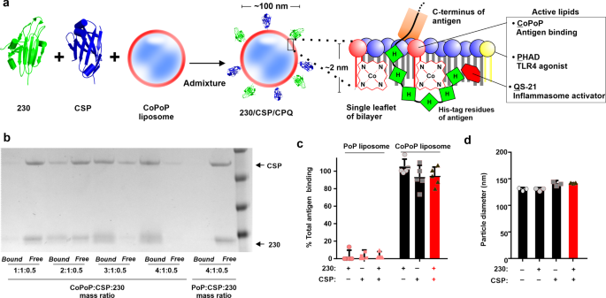 Vaccine co-display of CSP and Pfs230 on liposomes targeting two Plasmodium falciparum differentiation stages