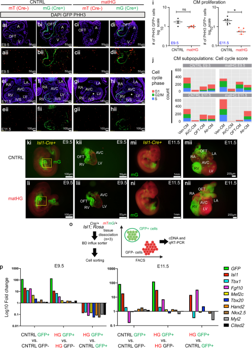 https://media.springernature.com/m685/springer-static/image/art%3A10.1038%2Fs42003-022-03779-x/MediaObjects/42003_2022_3779_Fig5_HTML.png