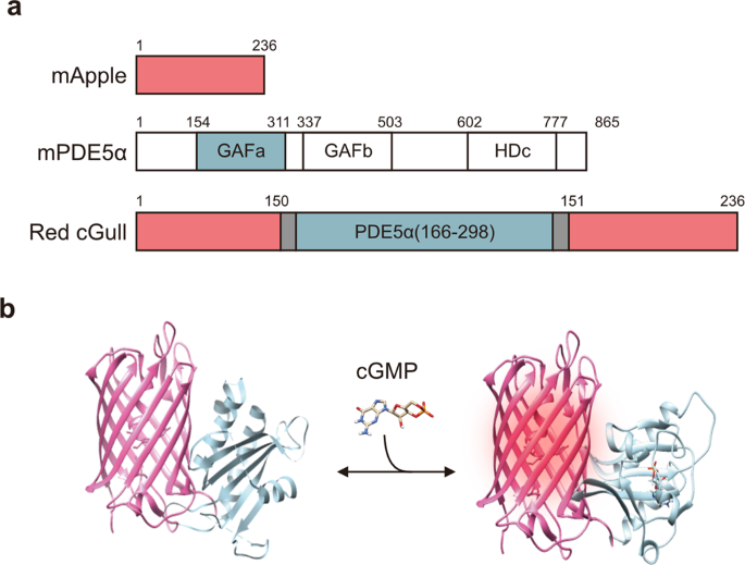Development of a red fluorescent protein-based cGMP indicator applicable  for live-cell imaging | Communications Biology