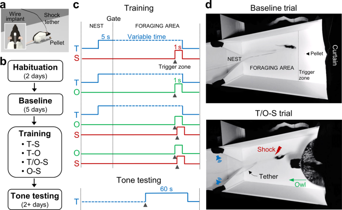 Ecological analysis of Pavlovian fear conditioning in rats | Communications Biology - Nature.com