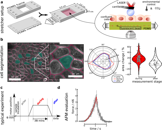 https://media.springernature.com/m685/springer-static/image/art%3A10.1038%2Fs42003-022-03809-8/MediaObjects/42003_2022_3809_Fig1_HTML.png