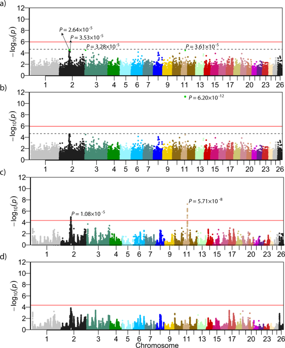 Fine-mapping and identification of candidate causal genes for tail length in the merinolandschaf breed