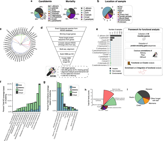 glutathione and candida Integrative functional analysis uncovers metabolic differences between  Candida species