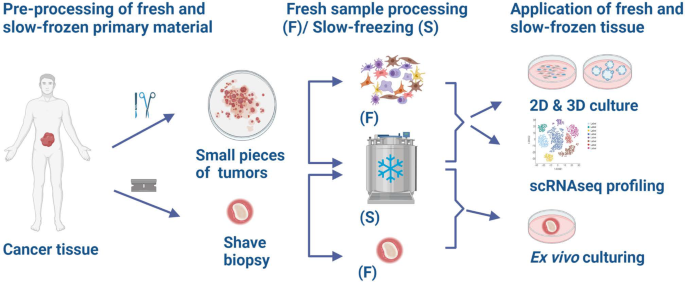 Live slow-frozen human tumor tissues viable for 2D, 3D, ex vivo 