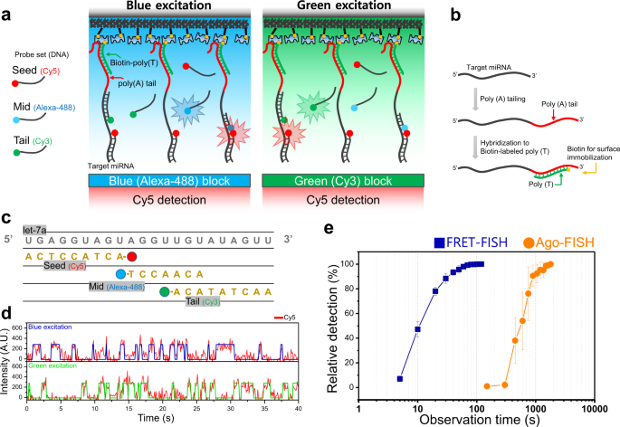 Rapid quantification of miRNAs using dynamic FRET-FISH | Communications Biology