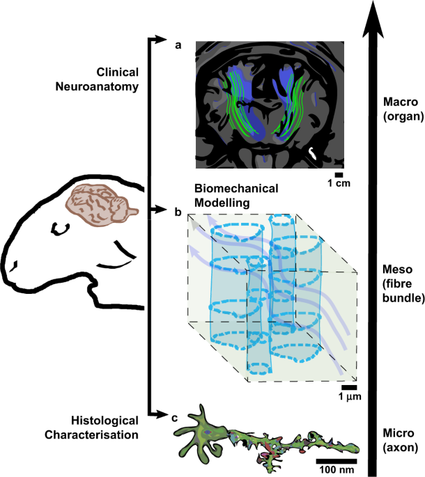 Reconstruction of ovine axonal cytoarchitecture enables more accurate models of brain biomechanics | Communications Biology