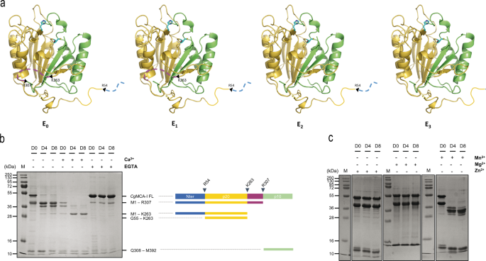 Structural and molecular determinants of Candida glabrata metacaspase maturation and activation by calcium | Communications Biology - Nature.com