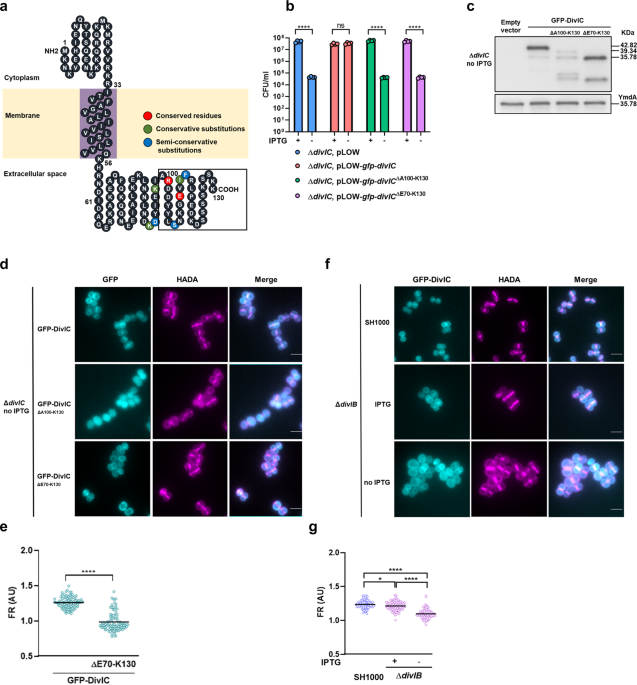 Staphylococcus aureus cell growth and division are regulated by an amidase  that trims peptides from uncrosslinked peptidoglycan