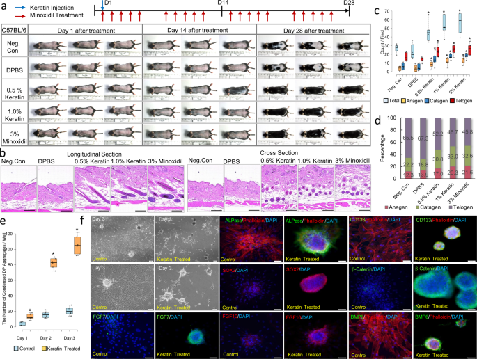 Keratin-mediated hair growth and its underlying biological mechanism | Communications Biology Keratin-mediated hair growth and its underlying biological mechanism | Communications Biology