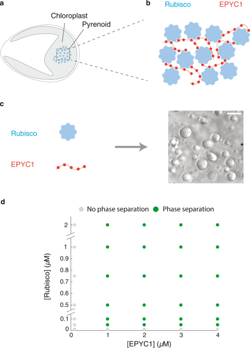 Phase-separating pyrenoid proteins form in Communications | complexes phase Biology the dilute