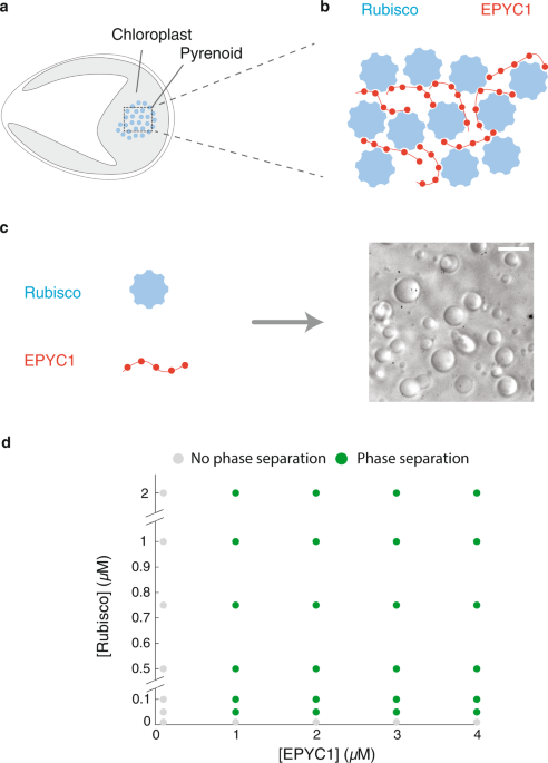 complexes pyrenoid in Biology form the dilute proteins Phase-separating phase | Communications